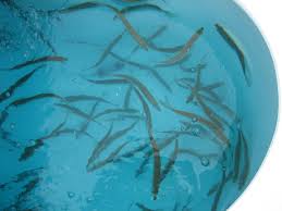 Never Overlook Live Bait